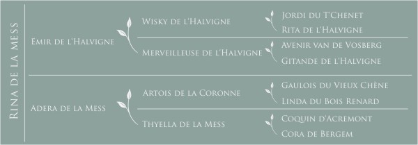 Pédigrée Rina de la Mess